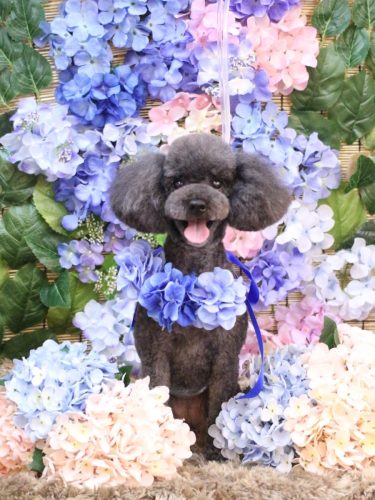 20250625ボーロくん